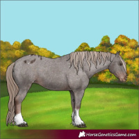 Horse Color:Liver Chestnut Tobiano Varnish 