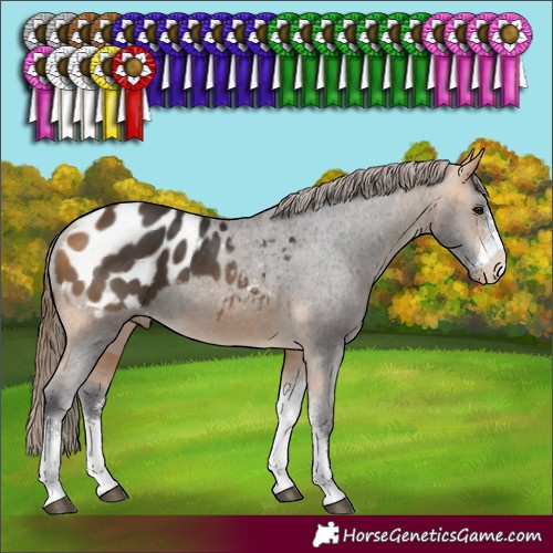 Horse Color:Buckskin Sabino Appaloosa 