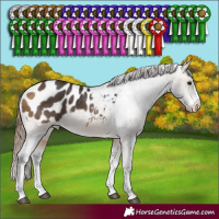 Horse Color:Buckskin Sabino Appaloosa