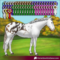 Horse Color:Buckskin Sabino Appaloosa 