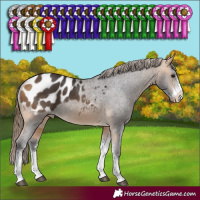 Horse Color:Buckskin Sabino Appaloosa 