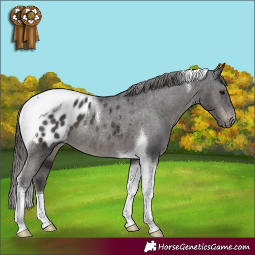 Horse Color:Smoky Black Tobiano Appaloosa Rabicano 