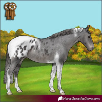 Horse Color:Smoky Black Tobiano Appaloosa Rabicano 