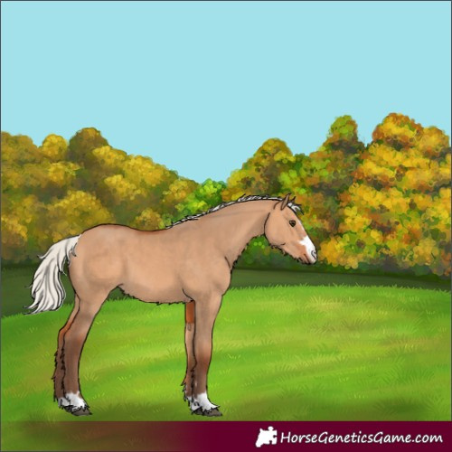 Horse Color:Silver Bay Dun