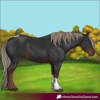 Horse Color:Liver Chestnut Tobiano 