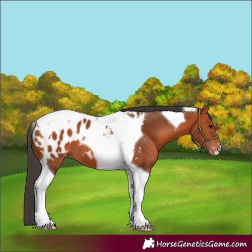 Horse Color:Bay Tobiano Blanket 