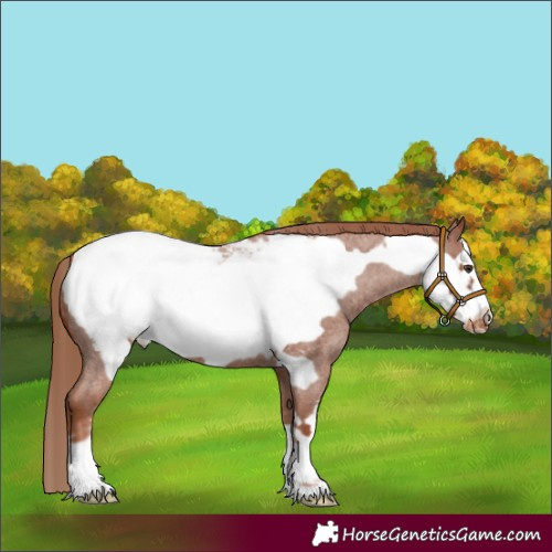 Horse Color:Red Roan Frame Appaloosa 