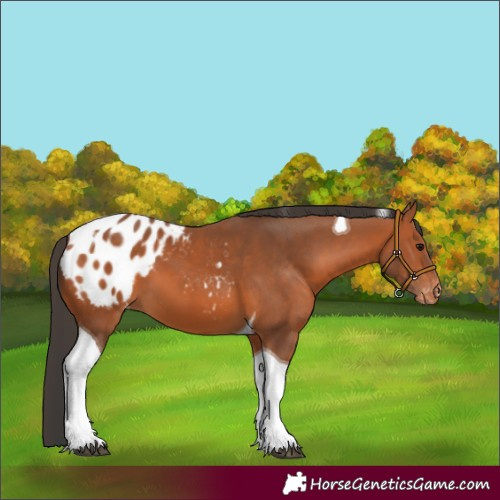 Horse Color:Bay Tobiano Appaloosa 
