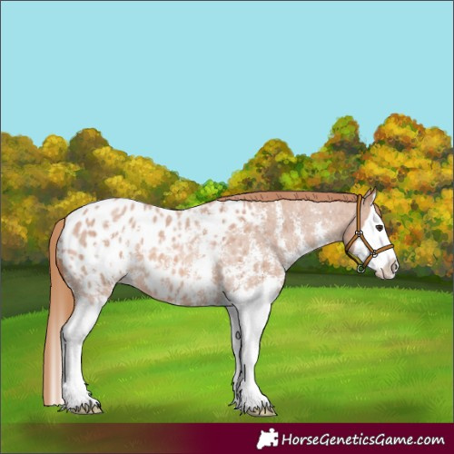 Horse Color:Red Roan Sabino Splash Appaloosa 