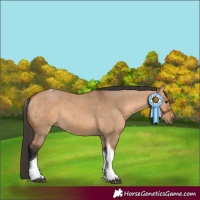 Horse Color:Bay Dun Tobiano