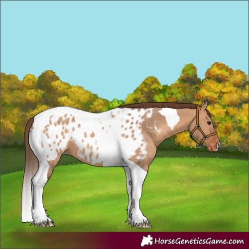 Horse Color:Bay Dun Tobiano Appaloosa 