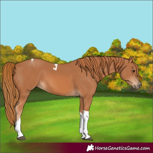 Horse Color:Chestnut Tobiano 