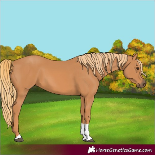 Horse Color:Chestnut Tobiano 