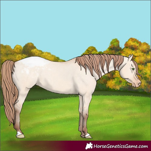 Horse Color:Amber Champagne Dun Snowcap 