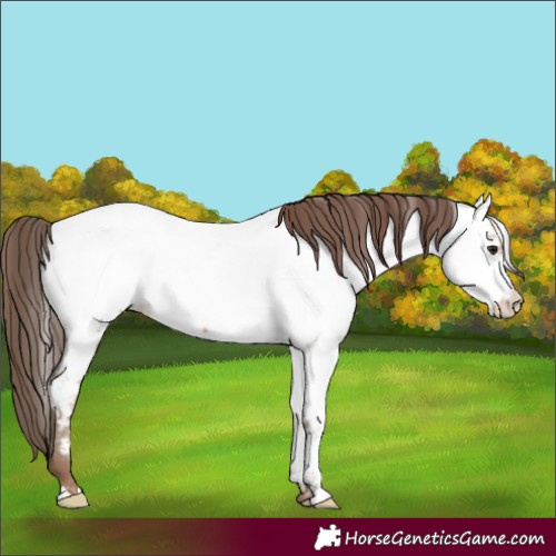 Horse Color:Classic Champagne Appaloosa 