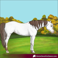 Horse Color:Classic Champagne Near Fewspot 