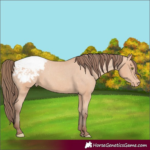 Horse Color:Amber Champagne Appaloosa 
