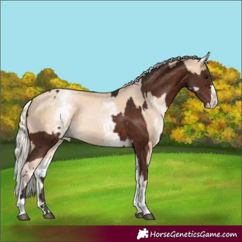 Horse Color:Silver Brown  and White Spotted Chestnut Snowdrop Pearl Splash 