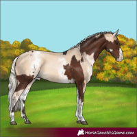 Horse Color:Silver Brown and White Spotted Chestnut Snowdrop Pearl Splash