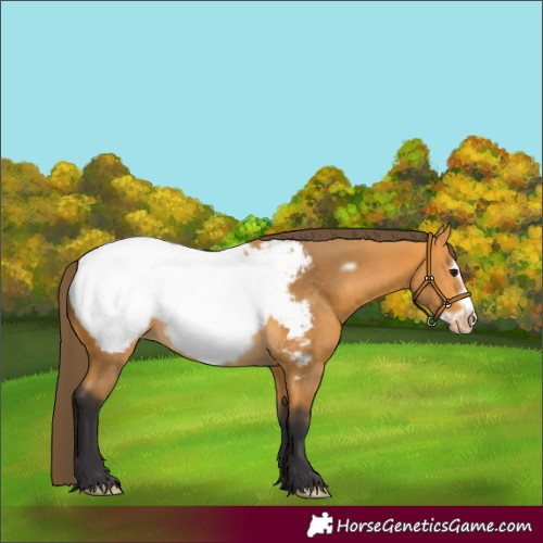 Horse Color:Buckskin Frame Appaloosa 