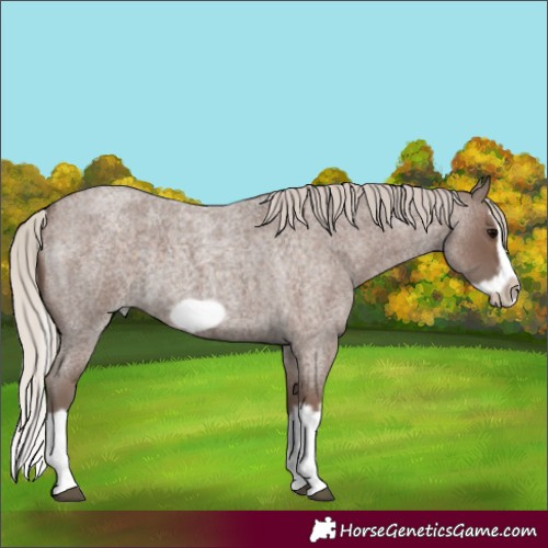 Horse Color:Silver Blue Roan Splash Frame 