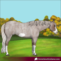 Horse Color:Silver Blue Roan Splash Frame 