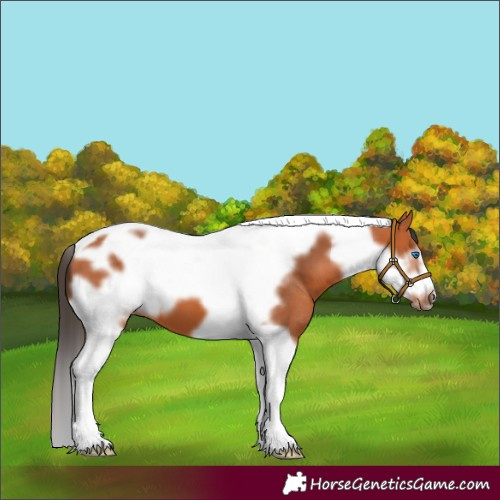 Horse Color:Bay Tobiano Frame 