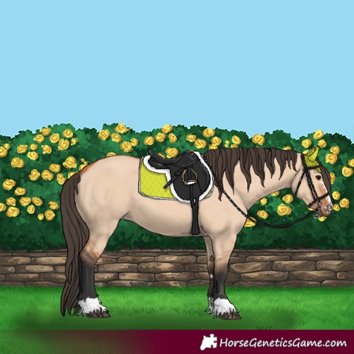 Horse Color:Unknown 