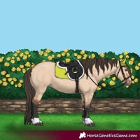 Horse Color:Unknown 