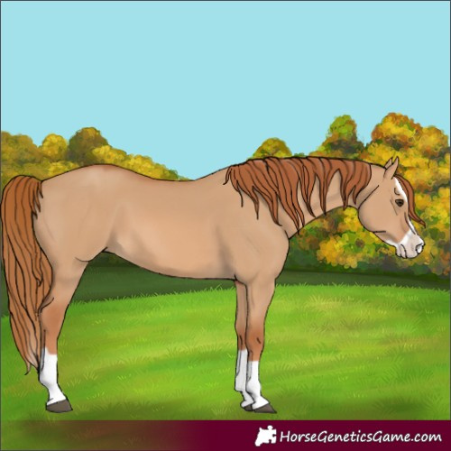 Horse Color:Red Dun Splash 