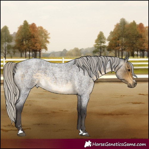 Horse Color:Silver Buckskin Roan 