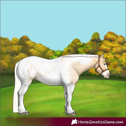 Horse Color:Silver Amber Cream Champagne Tobiano Frame Appaloosa 