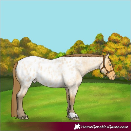Horse Color:Amber Cream Champagne Roan Appaloosa 