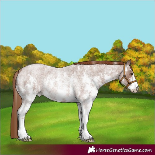Horse Color:Red Roan Sabino Rabicano 