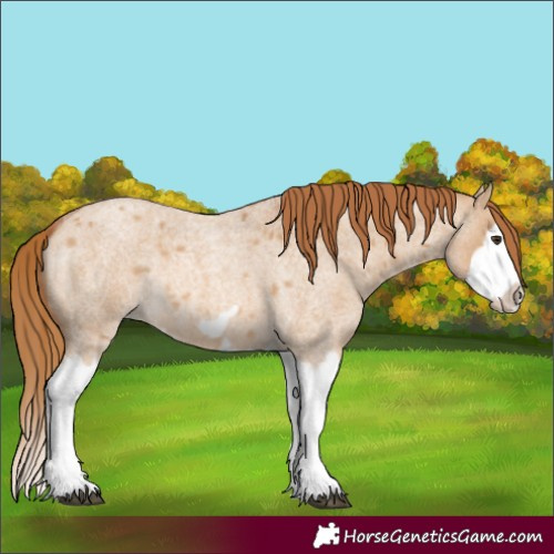 Horse Color:Red Dun Roan Splash Frame Rabicano 