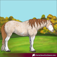 Horse Color:Red Dun Roan Splash Frame Rabicano
