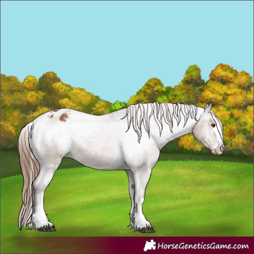 Horse Color:Chestnut Appaloosa 