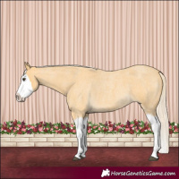 Horse Color:Palomino Roan Splash