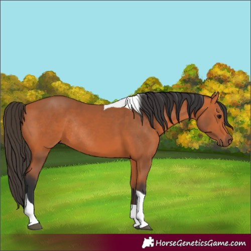 Horse Color:Bay Tobiano Rabicano 