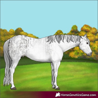 Horse Color:Gray White Spotted Black  and Gray White Spotted Black 