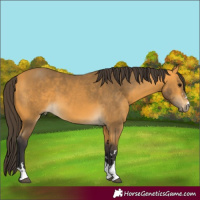 Horse Color:Buckskin 