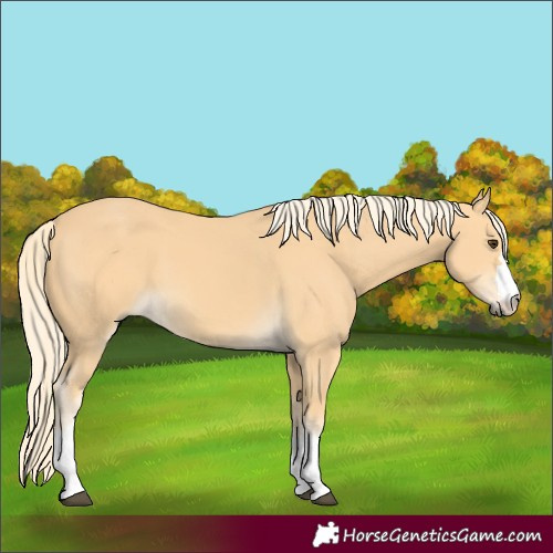 Horse Color:Palomino 