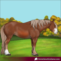 Horse Color:Chestnut Sabino