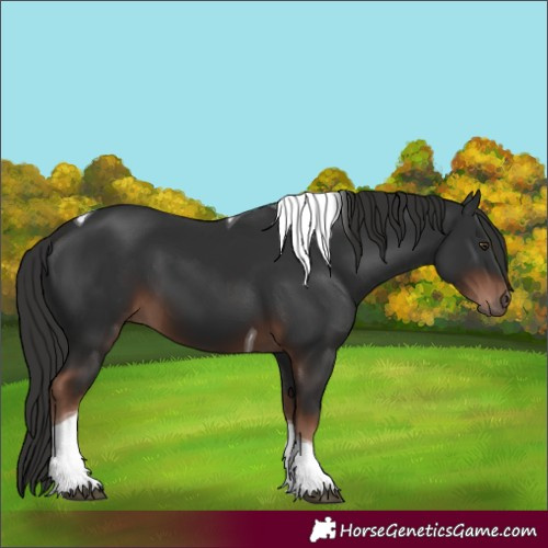 Horse Color:Liver Chestnut Tobiano 