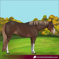 Horse Color:White Spotted Liver Chestnut