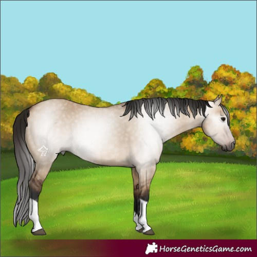 Horse Color:Gray Bay Dun Tobiano Rabicano 