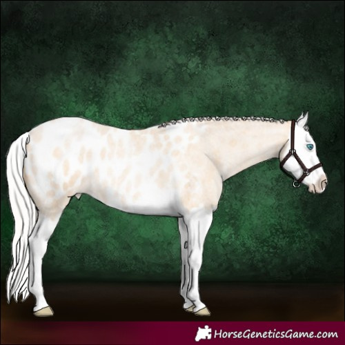 Horse Color:Silver Buckskin Roan Pearl Splash Blanket 