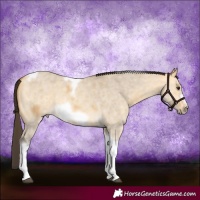 Horse Color:Buckskin Dun Sabino Tobiano Frame Rabicano