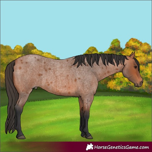 Horse Color:Bay Roan 