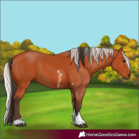 Horse Color:Bay Sabino Rabicano  and Silver Bay Sabino Rabicano 